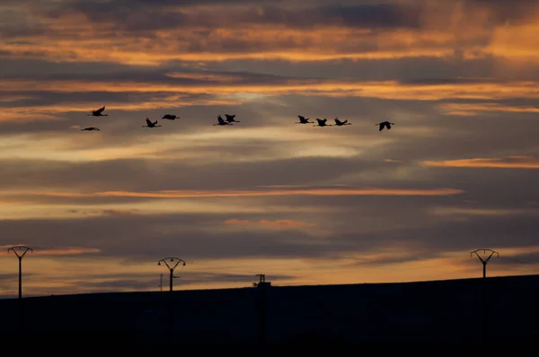 Grúas comunes Grus grus en vuelo al amanecer. —  Fotos de Stock