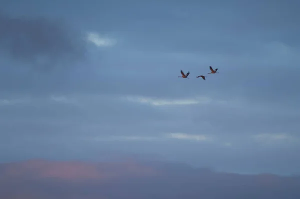 Grúas comunes Grus grus en vuelo al amanecer. — Foto de Stock
