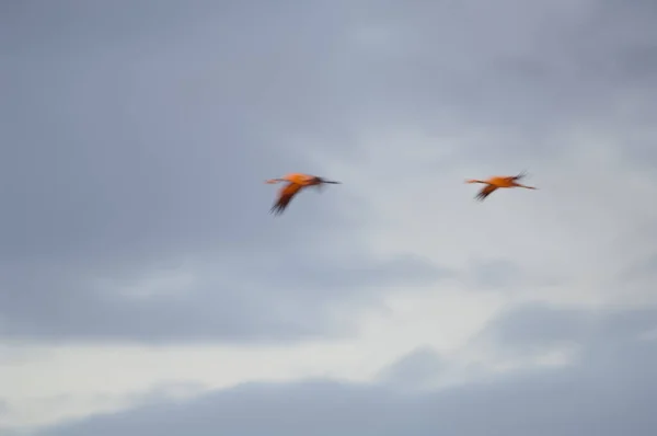 Grúas comunes Grus grus en vuelo al amanecer. — Foto de Stock