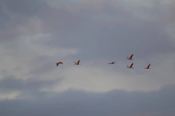 Grúas comunes Grus grus en vuelo al amanecer. —  Fotos de Stock