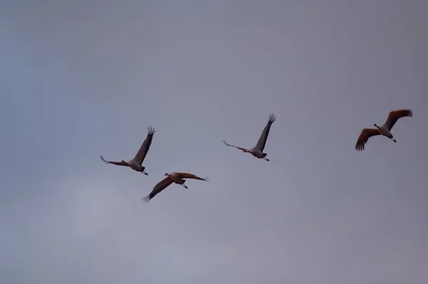 Grúas comunes Grus grus en vuelo al amanecer. — Foto de Stock