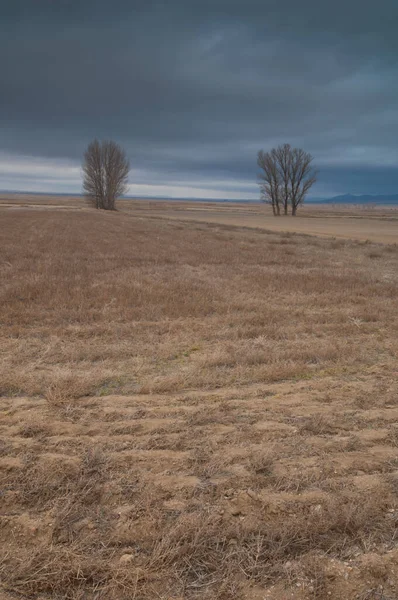 Stromy na louce v laguně Gallocanta. — Stock fotografie