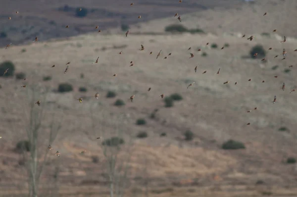 Σμήνη πτηνών εν πτήσει στη λιμνοθάλασσα Gallocanta. — Φωτογραφία Αρχείου