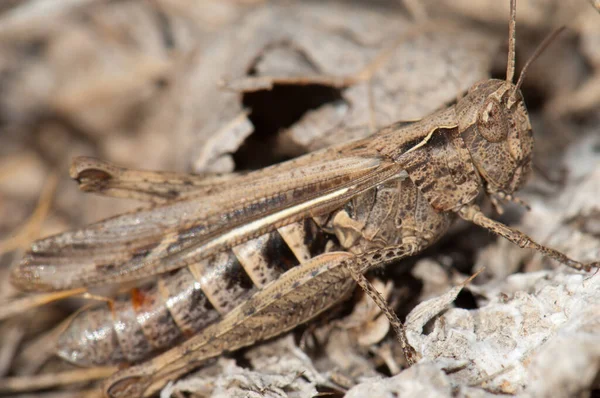 Grasshopper in the Gallocanta Lagoon Natural Reserve. — стокове фото