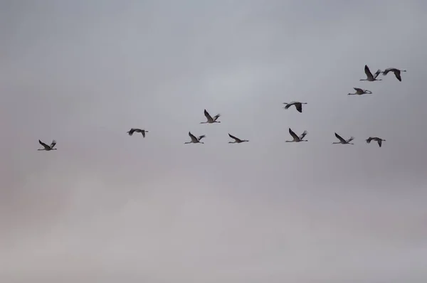 Koppel gangbare kranen Grus grus tijdens de vlucht. — Stockfoto