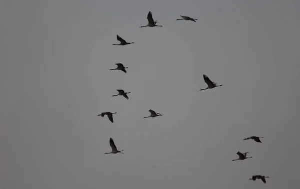 Manada de grúas comunes Grus grus en vuelo. — Foto de Stock