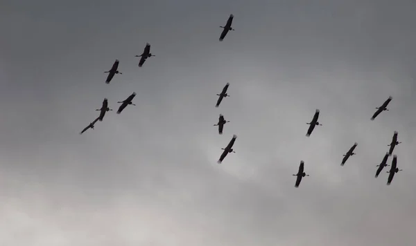 Hejno běžných jeřábů Grus grus za letu. — Stock fotografie