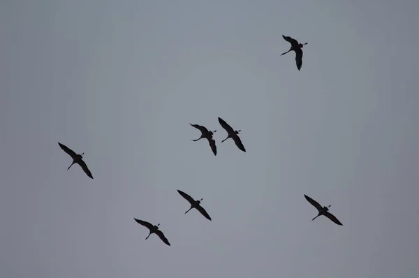 Flock of common cranes Grus grus in flight. — Stock Photo, Image