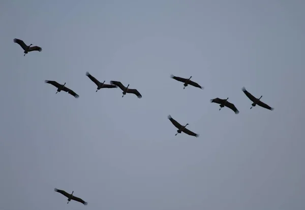 Manada de grúas comunes Grus grus en vuelo. —  Fotos de Stock
