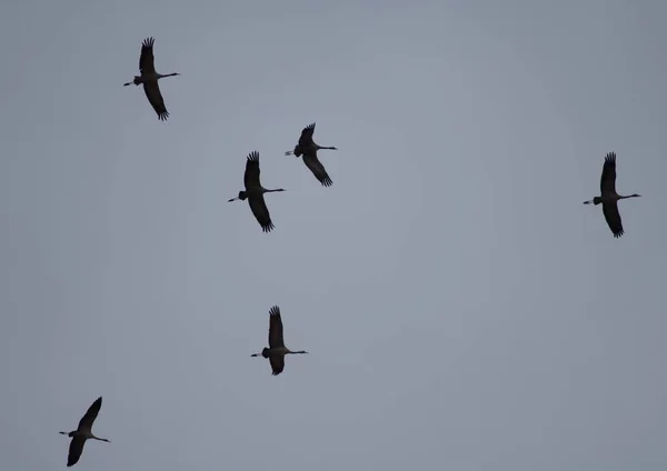 Manada de grúas comunes Grus grus en vuelo. — Foto de Stock