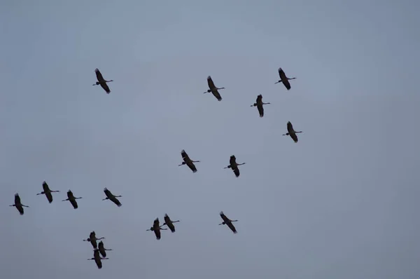 Manada de grúas comunes Grus grus en vuelo. —  Fotos de Stock