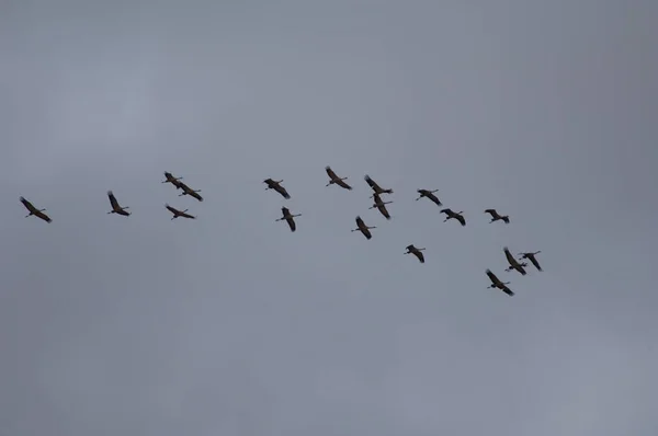 Manada de grúas comunes Grus grus en vuelo. — Foto de Stock