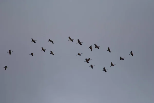 Flock of common cranes Grus grus in flight. — Stock Photo, Image