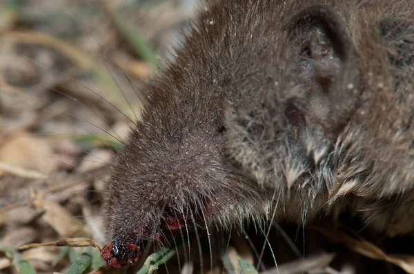 Morto maior musgo-de-dentes-brancos Crocidura russula na Lagoa Gallocanta. — Fotografia de Stock