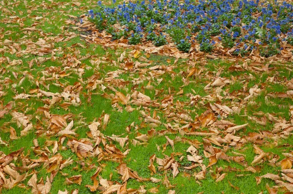 Violets Viola sp. and fallen leaves in the Cervantes Square. — Stock Photo, Image