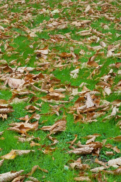 Fallen leaves on the grass in the Cervantes Square. — Stock Photo, Image