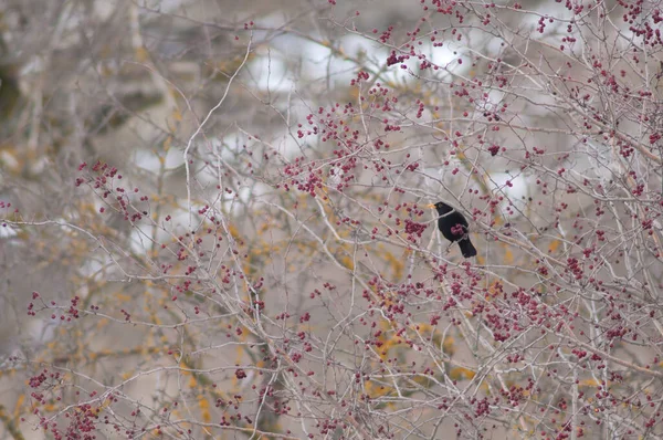 Male common blackbird Turdus merula between wild berries of a shrub.