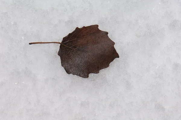 위 스카에 있는 서리에 떨어진 나뭇잎. — 스톡 사진