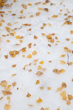 Kara kavak yaprakları. Populus nigra karda..