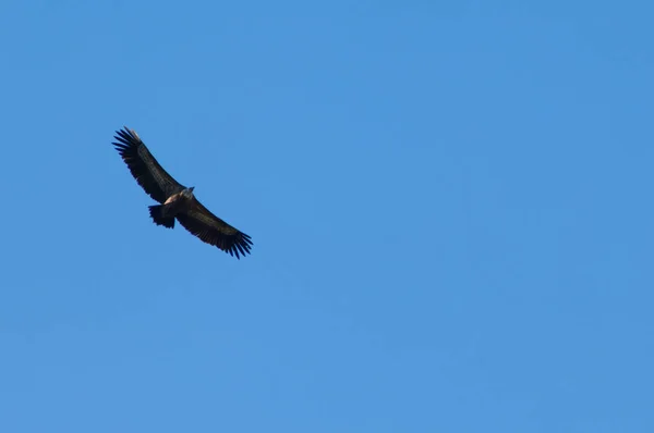 Griffon vulture Gyps fulvus ширяючи в Піренеях. — стокове фото