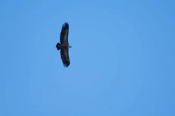 Griffon abutre Gyps fulvus voando nos Pirinéus. — Fotografia de Stock