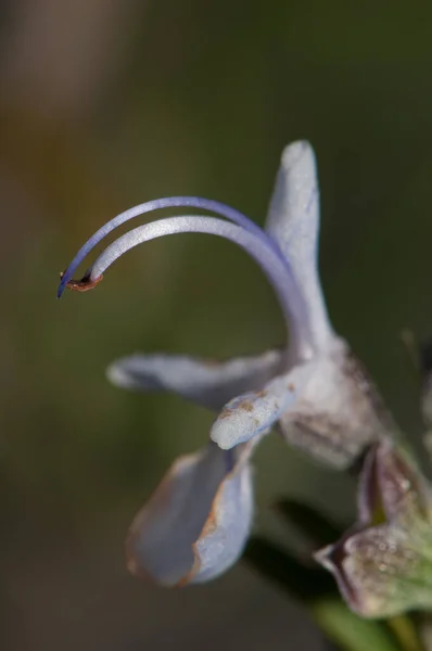 Estambres de una flor de romero Rosmarinus officinalis. —  Fotos de Stock