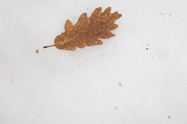 Fallen leaf of common oak covered with water drops on frozen ground. — Stock Image Fallen leaf of common oak covered with water drops on frozen ground. Stock Photo