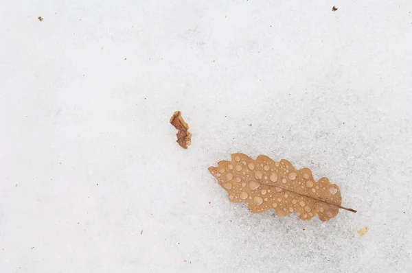 Fallen leaf of common oak Quercus robur covered with water drops on the snow. — Stock Image Fallen leaf of common oak Quercus robur covered with water drops on the snow. Royalty Free Stock Images