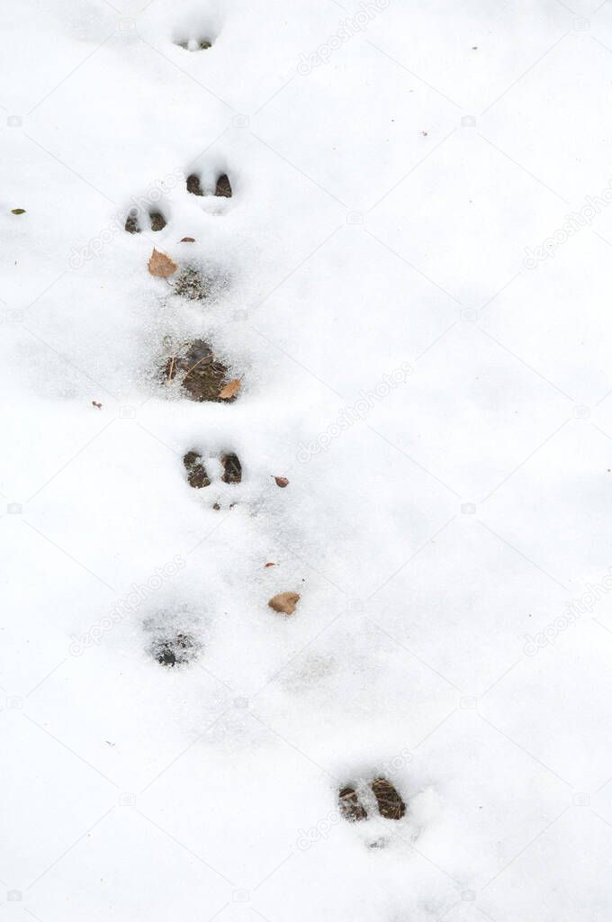 Footprints of Pyrenean chamois Rupicapra pyrenaica on the snow.