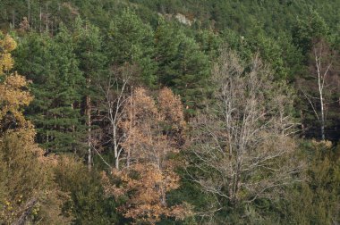 Ordesa ve Monte Perdido Ulusal Parkı 'ndaki Orman.