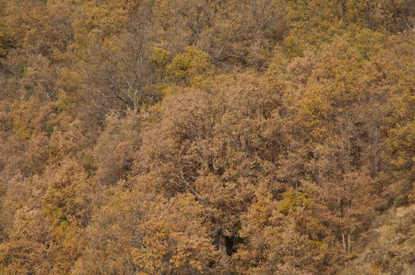 Bos in de herfst in de Pyreneeën van Huesca. — Stockfoto