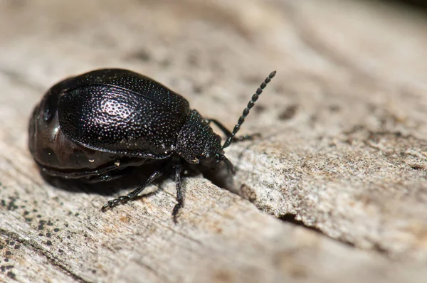 Pireneler 'de bir ağaç gövdesindeki böcek..