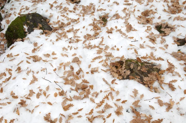 Fallen leaves of common oak Quercus robur on the snow. — Stock Image Fallen leaves of common oak Quercus robur on the snow. Stock Image