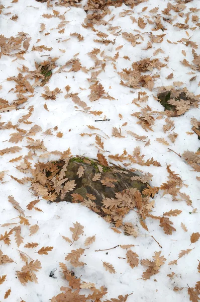 Fallen leaves of common oak Quercus robur on the snow. — Stock Image Fallen leaves of common oak Quercus robur on the snow. Royalty Free Stock Images