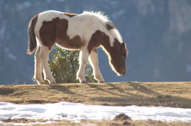 Pony Equus ferus caballus Pyrenees 'de otluyor..