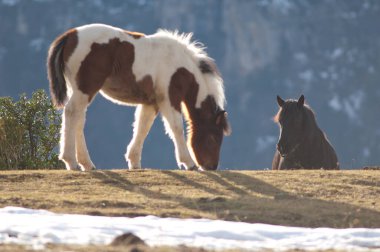 Pireneler 'de Equus ferus caballus midillisi.