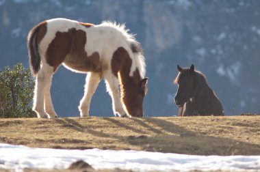 Pireneler 'de Equus ferus caballus midillisi.