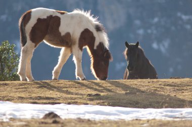 Pireneler 'de Equus ferus caballus midillisi.
