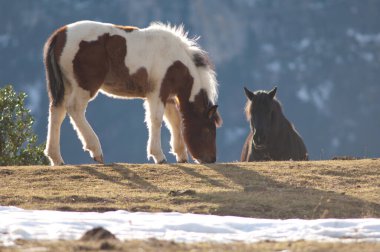 Pireneler 'de Equus ferus caballus midillisi.
