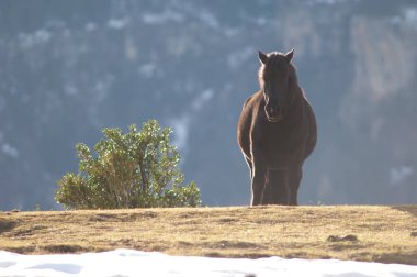Pony Equus ferus caballus Pireneler 'de.