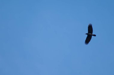 Leş kargası Corvus Corvus, gagasında yiyecekle uçuyor..