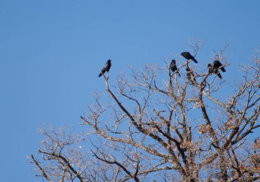 Leş kargası Corvus koronunu ağaçta emiyor..