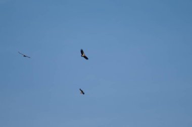 Griffon akbabaları Escuain Vadisi üzerinde uçan Gyps fulvus.