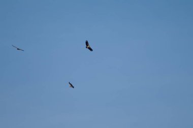 Griffon akbabaları Escuain Vadisi üzerinde uçan Gyps fulvus.