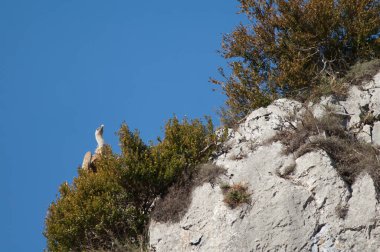 Griffon akbabası Gyps Fulvus bir uçurumda.