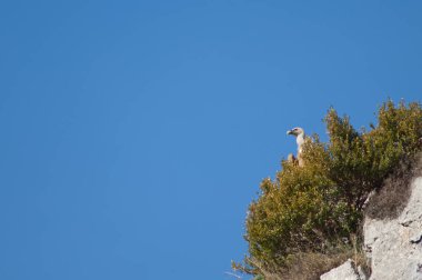 Griffon akbabası Gyps Fulvus bir uçurumda.