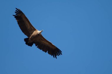 Griffon akbabası Gyps Fulvus Revilla 'da uçuyor.