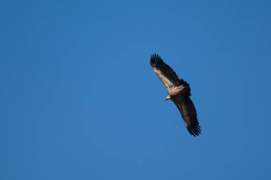 Griffon akbabası Gyps Fulvus Revilla 'da uçuyor.