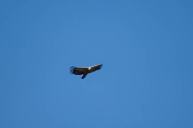Griffon akbabası Gyps Fulvus Revilla 'da uçuyor.