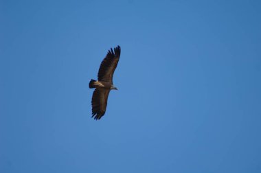 Griffon akbabası Gyps Fulvus Revilla 'da uçuyor.